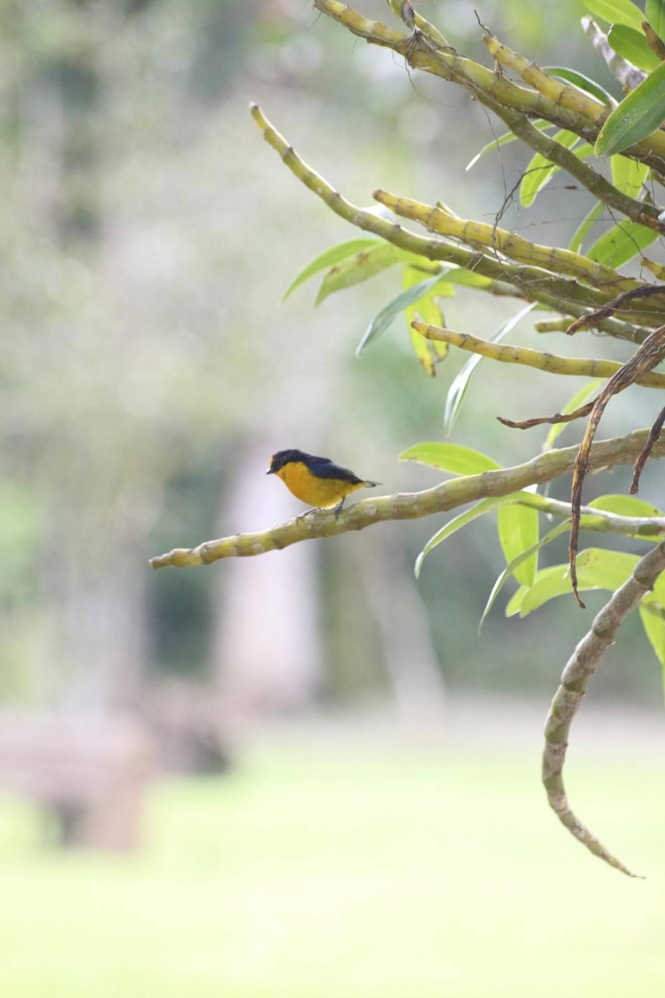 Ecoisa De Chacara - Casa De Vidro, Casa De Campo Morretes Ngoại thất bức ảnh